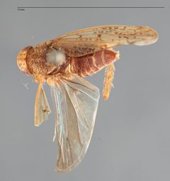 Ponana dohrni by (c) australia, some rights reserved (CC BY). Used under a CC-BY license.