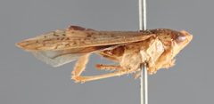 Ponana dohrni by (c) australia, some rights reserved (CC BY). Used under a CC-BY license.