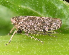 Texananus decorus by (c) skitterbug, some rights reserved (CC BY), uploaded by skitterbug. Used under a CC-BY license.