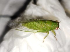 Cicadettana by (c) Arturo Santos, some rights reserved (CC BY), uploaded by Arturo Santos. Used under a CC-BY license.