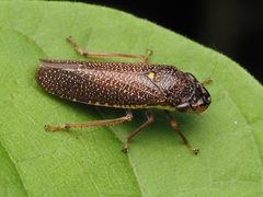 Paraulacizes irrorata by no rights reserved, uploaded by Zygy. Used under a CC0 license.