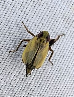 Tinobregmus vittatus by (c) Alexis Smith, some rights reserved (CC BY), uploaded by Alexis Smith. Used under a CC-BY license.