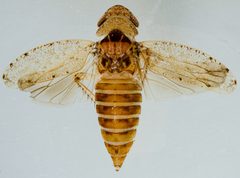 Paraphlepsius occidentalis by (c) Don Loarie, some rights reserved (CC BY), uploaded by Don Loarie. Used under a CC-BY license.