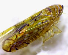 Osbornellus rotundus by no rights reserved, uploaded by Ken Kneidel. Used under a CC0 license.
