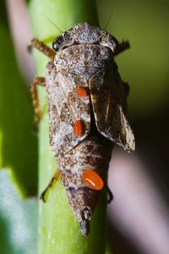 Errhomeninae by (c) Ken-ichi Ueda, some rights reserved (CC BY). Used under a CC-BY license.
