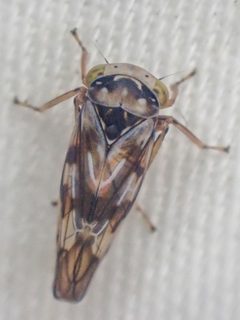 Idiocerus cingulatus by (c) Trevor Van Loon, some rights reserved (CC BY), uploaded by Trevor Van Loon. Used under a CC-BY license.
