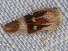 Idiocerus cingulatus by (c) Pinnacles National Park, some rights reserved (CC BY), uploaded by Pinnacles National Park. Used under a CC-BY license.