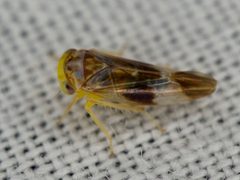 Idiocerus cingulatus by no rights reserved, uploaded by Robbie Hannawacker. Used under a CC0 license.