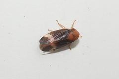 Macropsis basalis by (c) Henrique Pacheco, some rights reserved (CC BY), uploaded by Henrique Pacheco. Used under a CC-BY license.