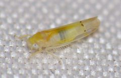Ossiannilssonola australis by (c) Nick Block, some rights reserved (CC BY), uploaded by Nick Block. Used under a CC-BY license.
