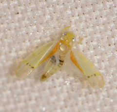 Ossiannilssonola australis by (c) Nick Block, some rights reserved (CC BY), uploaded by Nick Block. Used under a CC-BY license.