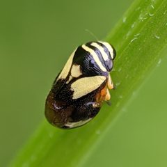 Clastoptera proteus by no rights reserved, uploaded by cgmayers. Used under a CC0 license.