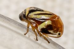 Clastoptera proteus by (c) Alex Stach, some rights reserved (CC BY), uploaded by Alex Stach. Used under a CC-BY license.