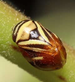 Clastoptera proteus by (c) Chris Baer, some rights reserved (CC BY), uploaded by Chris Baer. Used under a CC-BY license.