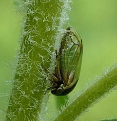 Acutalis tartarea by (c) christine123, some rights reserved (CC BY), uploaded by christine123. Used under a CC-BY license.
