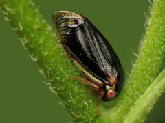 Acutalis tartarea by (c) Katja Schulz, some rights reserved (CC BY). Used under a CC-BY license.