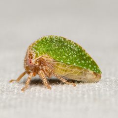 Amastris lycioda by (c) Justin Williams, some rights reserved (CC BY), uploaded by Justin Williams. Used under a CC-BY license.