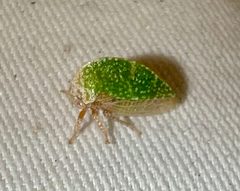 Amastris lycioda by (c) Joshua Ebright, some rights reserved (CC BY), uploaded by Joshua Ebright. Used under a CC-BY license.