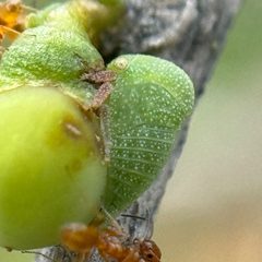 Amastris lycioda by (c) Chet Burrier, some rights reserved (CC BY), uploaded by Chet Burrier. Used under a CC-BY license.