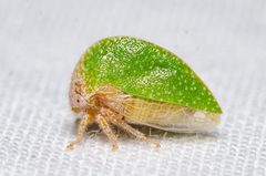 Amastris lycioda by (c) Justin Williams, some rights reserved (CC BY), uploaded by Justin Williams. Used under a CC-BY license.
