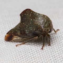 Telamona monticola by (c) Ken-ichi Ueda, some rights reserved (CC BY), uploaded by Ken-ichi Ueda. Used under a CC-BY license.