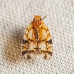 Bothriocera knulli by (c) Justin Williams, some rights reserved (CC BY), uploaded by Justin Williams. Used under a CC-BY license.
