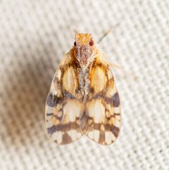 Bothriocera knulli by (c) Justin Williams, some rights reserved (CC BY), uploaded by Justin Williams. Used under a CC-BY license.