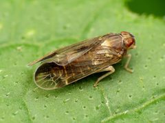 Haplaxius by (c) Katja Schulz, some rights reserved (CC BY). Used under a CC-BY license.