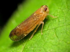 Haplaxius by (c) Katja Schulz, some rights reserved (CC BY). Used under a CC-BY license.