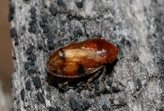 Clastoptera distincta by (c) Lon Brehmer, some rights reserved (CC BY), uploaded by Lon Brehmer. Used under a CC-BY license.
