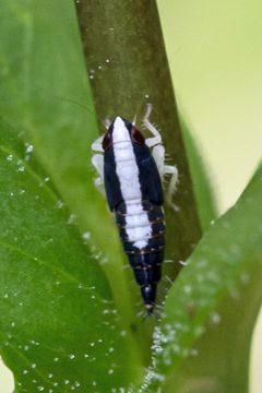 Scaphoideini by (c) Bill Keim, some rights reserved (CC BY). Used under a CC-BY license.