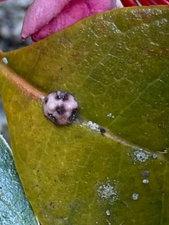 Ceroplastes sinensis by (c) Richard Littauer, some rights reserved (CC BY), uploaded by Richard Littauer. Used under a CC-BY license.