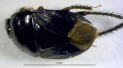 Melanaethus pensylvanicus by no rights reserved, uploaded by Adam Kranz. Used under a CC0 license.