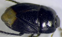 Melanaethus pensylvanicus by no rights reserved, uploaded by Adam Kranz. Used under a CC0 license.