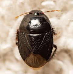 Pangaeus bilineatus by (c) Justin Williams, some rights reserved (CC BY), uploaded by Justin Williams. Used under a CC-BY license.