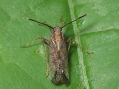 Copicerus irroratus by (c) John P Friel, some rights reserved (CC BY), uploaded by John P Friel. Used under a CC-BY license.
