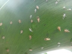 Megamelus scutellaris by (c) Katherine Parys, some rights reserved (CC BY), uploaded by Katherine Parys. Used under a CC-BY license.