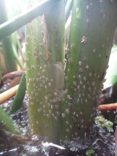 Megamelus scutellaris by (c) Katherine Parys, some rights reserved (CC BY), uploaded by Katherine Parys. Used under a CC-BY license.