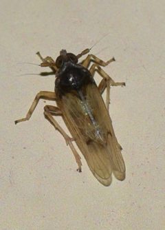 Megamelus scutellaris by (c) Albertus Horn, some rights reserved (CC BY), uploaded by Albertus Horn. Used under a CC-BY license.