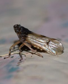 Megamelus scutellaris by (c) Albertus Horn, some rights reserved (CC BY), uploaded by Albertus Horn. Used under a CC-BY license.
