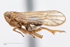 Pareuidella magnistyla by (c) Hopper Museum, some rights reserved (CC BY), uploaded by Hopper Museum. Used under a CC-BY license.