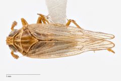 Pareuidella magnistyla by (c) Hopper Museum, some rights reserved (CC BY), uploaded by Hopper Museum. Used under a CC-BY license.
