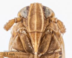 Pareuidella magnistyla by (c) Hopper Museum, some rights reserved (CC BY), uploaded by Hopper Museum. Used under a CC-BY license.