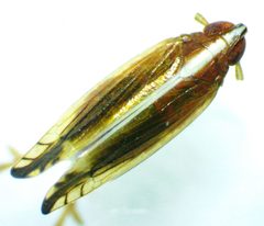Stenocranus brunneus by no rights reserved, uploaded by Ken Kneidel. Used under a CC0 license.