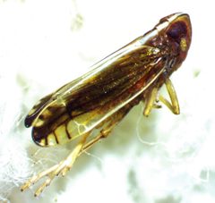 Stenocranus brunneus by no rights reserved, uploaded by Ken Kneidel. Used under a CC0 license.