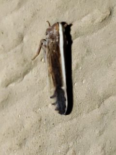 Stenocranus brunneus by (c) Mark Richman, some rights reserved (CC BY), uploaded by Mark Richman. Used under a CC-BY license.