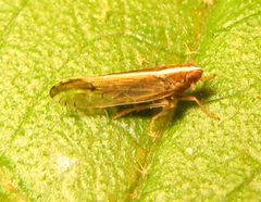 Stenocranus dorsalis by no rights reserved, uploaded by Ken Kneidel. Used under a CC0 license.