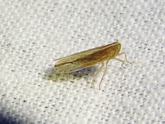 Stenocranus dorsalis by (c) Sam Kieschnick, some rights reserved (CC BY), uploaded by Sam Kieschnick. Used under a CC-BY license.