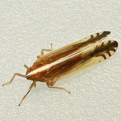 Stenocranus by (c) Bill Keim, some rights reserved (CC BY). Used under a CC-BY license.
