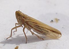 Stenocranus by (c) Mick Talbot, some rights reserved (CC BY). Used under a CC-BY license.